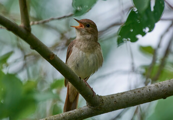 The nightingale sits on a branch.
