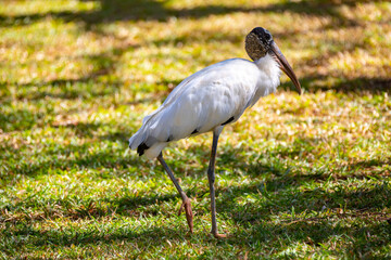 Large Brazilian wild bird known as 