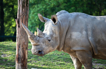 Fototapeta premium Rhino