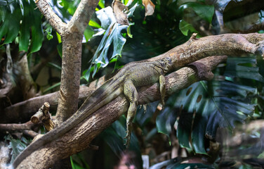 Iguane