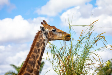 Closeup of giraffe feeding on grass in selective focus