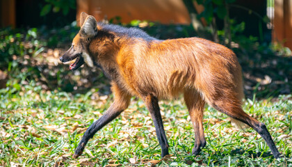 Wild Guará wolf (Chrysocyon brachyurus) one of the rarest wolves in the world lives in the Brazilian cerrado biome feeds on fruits and meat.