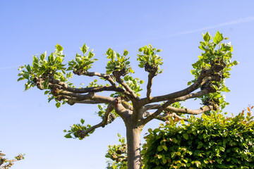 tree with blue sky