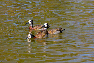 Typical South American wild duck known as 