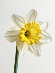 daffodil on white background.