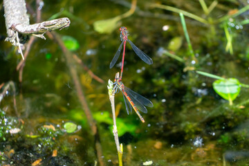 Les libellules © antoine