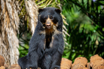 Spectacled bear native to South America in close-up and selective focus. (Tremarctos ornatus)