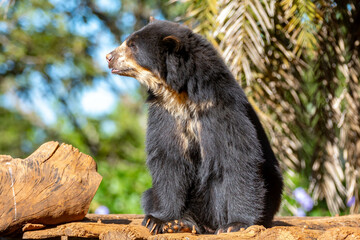 Spectacled bear native to South America in close-up and selective focus. (Tremarctos ornatus)