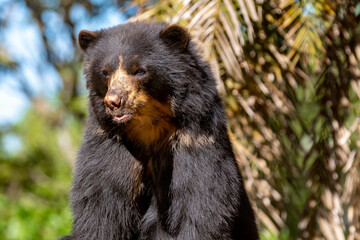 Spectacled bear native to South America in close-up and selective focus. (Tremarctos ornatus)