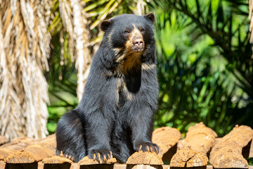 Spectacled bear native to South America in close-up and selective focus. (Tremarctos ornatus)