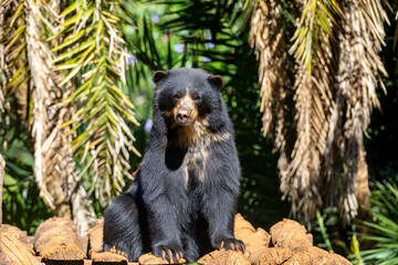Spectacled bear native to South America in close-up and selective focus. (Tremarctos ornatus)
