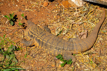 Large lizard known as tegu (Salvator merianae or Tupinambis merianae)