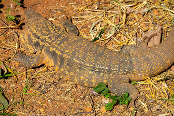 Large lizard known as tegu (Salvator merianae or Tupinambis merianae)