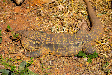 Large lizard known as tegu (Salvator merianae or Tupinambis merianae)