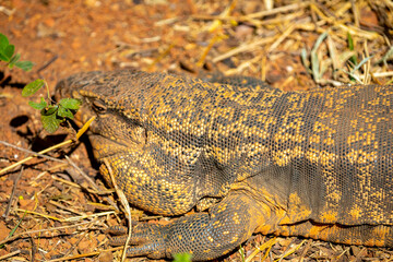 Large lizard known as tegu (Salvator merianae or Tupinambis merianae)
