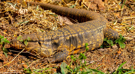 Large lizard known as tegu (Salvator merianae or Tupinambis merianae)
