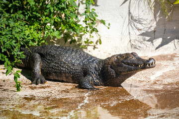 The ugliest alligator in the world resting on the edge of the lake and basking in the sun