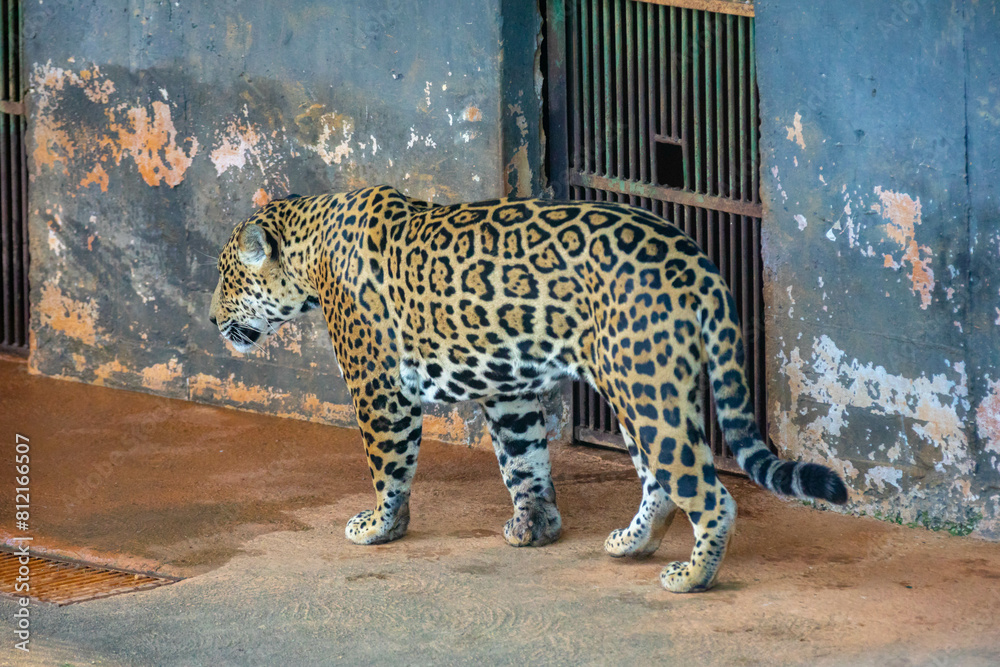 Wall mural South American jaguar (Panthera onca). Tropical feline 