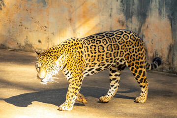 South American jaguar (Panthera onca). Tropical feline 