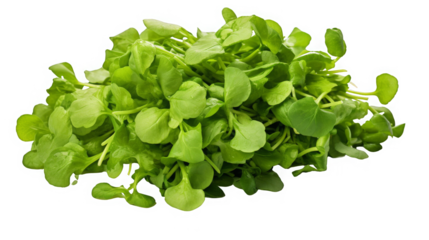 A handful of fresh green cress salad leaves with serrated edges, isolated on a transparent background