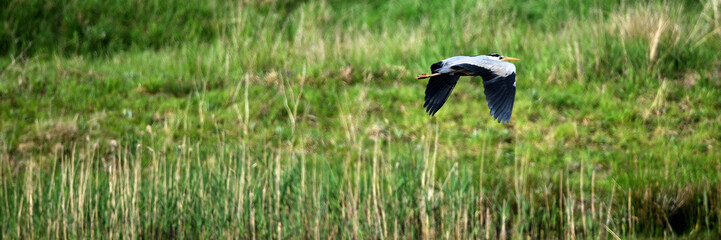 Graureiher Vogel (Fischreiher, Ardea cinerea) im Flug über Süßwasser Gewässer