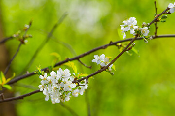 Kwitnące kwiaty dzikiej czereśni | Blooming wild cherry flowers