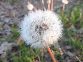 dandelion head