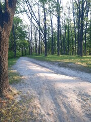 road in the woods