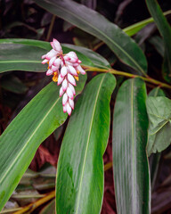 Obraz premium Awa'awapuhi, Kaua'i