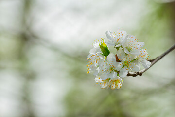 Kwitnące kwiaty dzikiej czereśni | Blooming wild cherry flowers