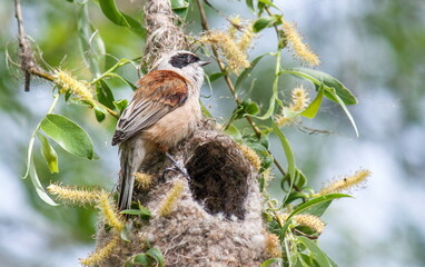 spotted woodpecker