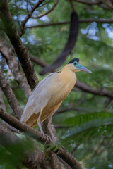 Brazilian Savannah Bird 
The birds of Brazil are very beautiful and have many colors