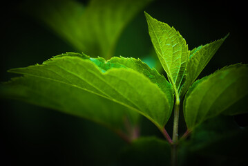 Zielone, wiosenne liście