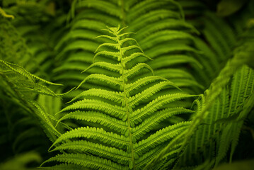 Paprotka zwyczajna Polypodium vulgare © photogam