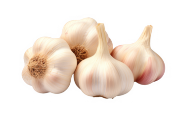 Fresh organic garlic bulbs isolated on white background.