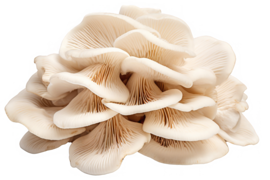 Fresh oyster mushrooms isolated on white background
