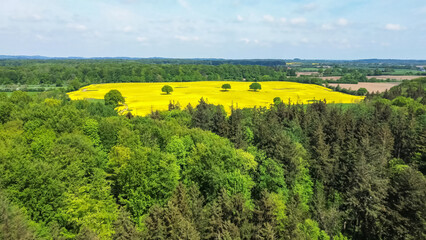 Drone view of a large yellow oilseed field in a wooded area with individual trees in it.