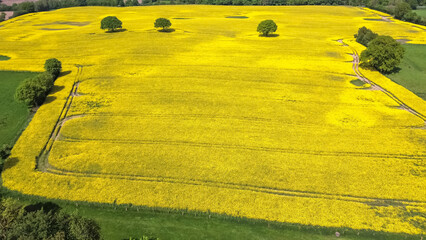 Drone view of a large yellow oilseed field in a wooded area with individual trees in it.