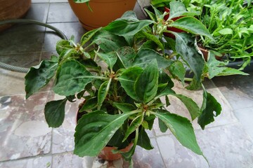 Impatiens flower plant, busy Lizzie. Frozen, withered flowering plant transported in a shipment.