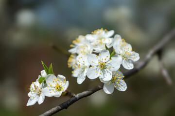 Spring blooming background. Beautiful nature with blossoming tree and solar flare. Spring flowers. Beautiful orchard. Spring, Easter.