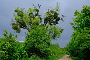A tree covered with mistletoe, by dirt road in a spring scenery. A sick withered tree attacked by mistletoe (viscum). Sihouette of hiking people on road.