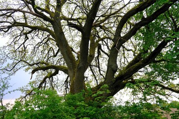 Close up of huge branches of oak tree