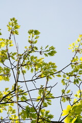 Vibrant and tranquil nature in Denmark	