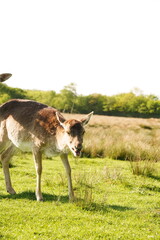 Vibrant and tranquil nature in Denmark	