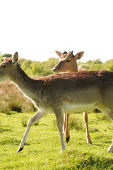 Vibrant and tranquil nature in Denmark	