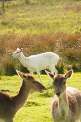 Vibrant and tranquil nature in Denmark	