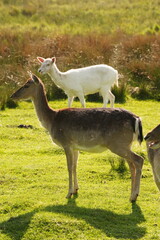 Vibrant and tranquil nature in Denmark	