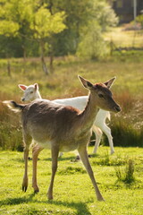 Vibrant and tranquil nature in Denmark	
