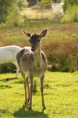 Vibrant and tranquil nature in Denmark	