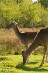 Vibrant and tranquil nature in Denmark	